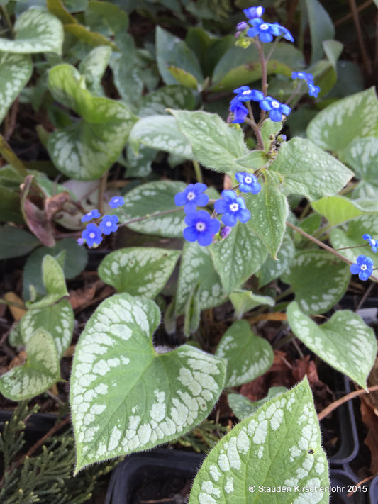 Brunnera macrophylla 'Emerald Mist' ®