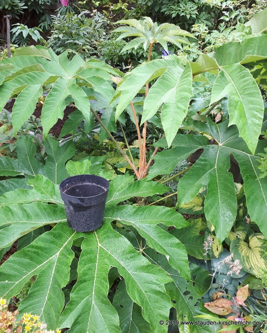 Tetrapanax papyrifer 'Rex' - BSWJ1925