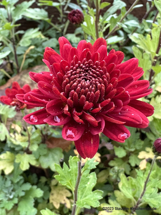 Chrysanthemum 'Brockenfeuer'
