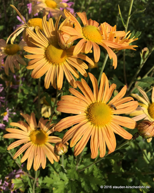 Chrysanthemum 'Mary Stoker' (Rubellum-Gruppe)