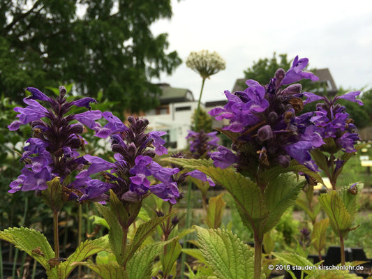 Nepeta subsessilis 'Washfield'