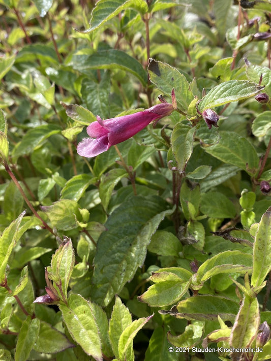 Chelonopsis moschata