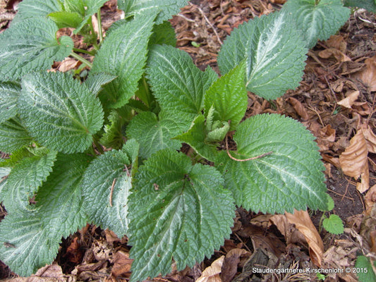 Lamium orvala 'Silva'