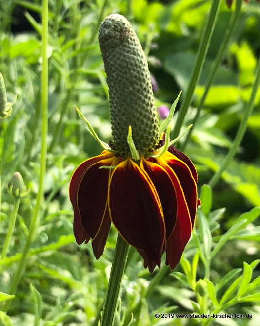 Ratibida columnifera fo. pulcherrima