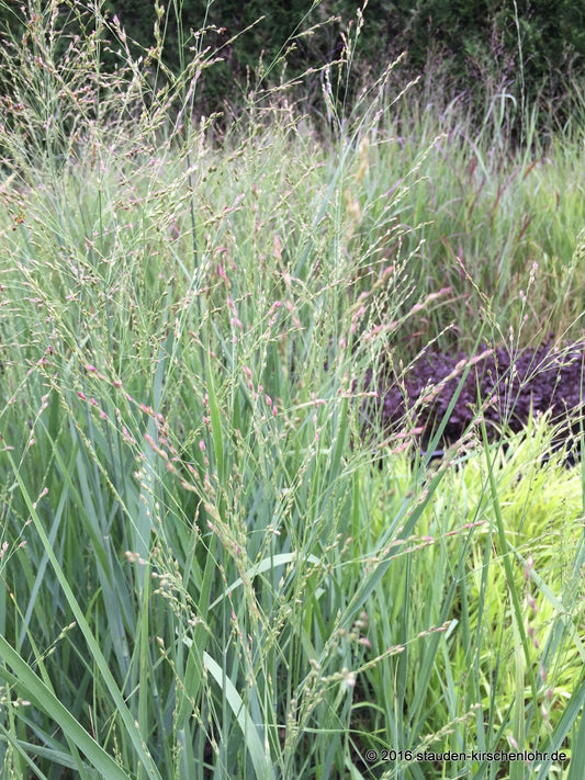 Panicum virgatum 'Heavy Metal'