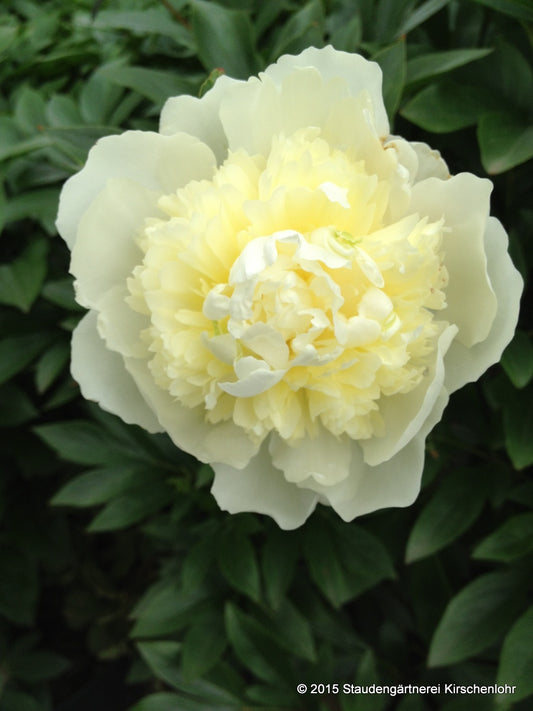 Paeonia 'Duchesse de Nemours'