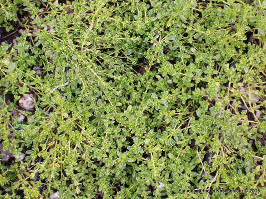 Thymus serpyllum 'Albus'