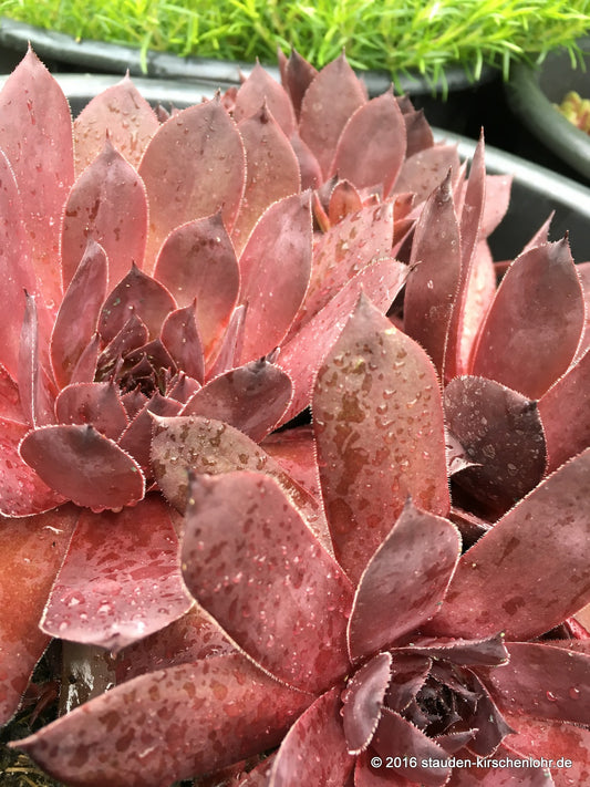 Sempervivum 'Leopold'