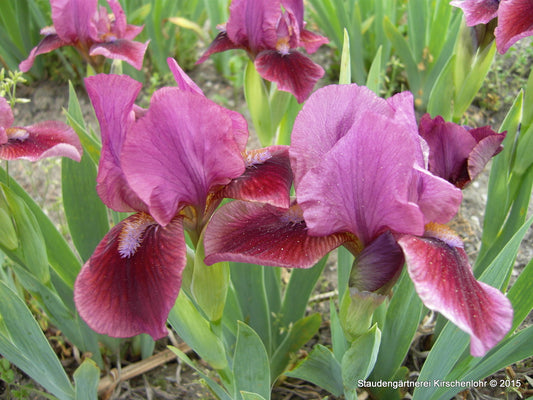 Iris barbata-nana 'Nanny'