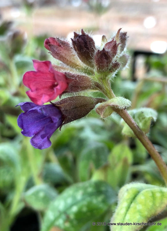 Pulmonaria 'Leopard'