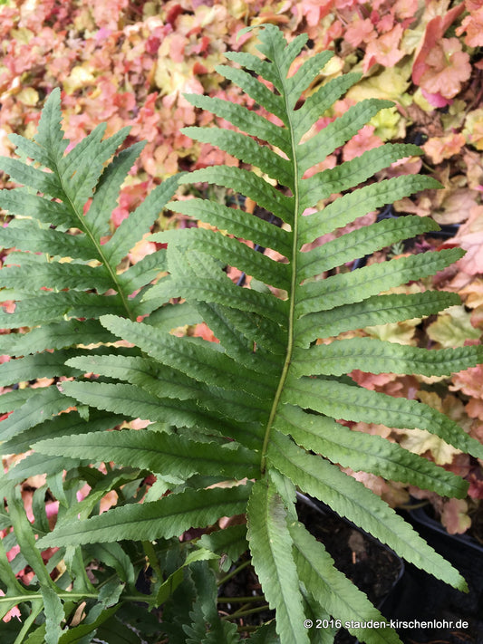 Polypodium cambricum 'Omnilacerum Oxford'