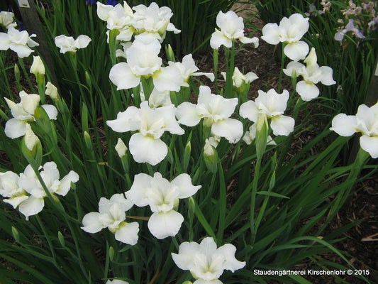 Iris sibirica 'Marshmallow Frosting'