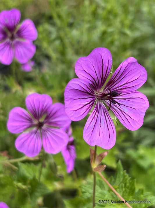 Geranium 'Pink Penny' ®