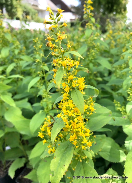 Solidago flexicaulis 'Flexi Belle'