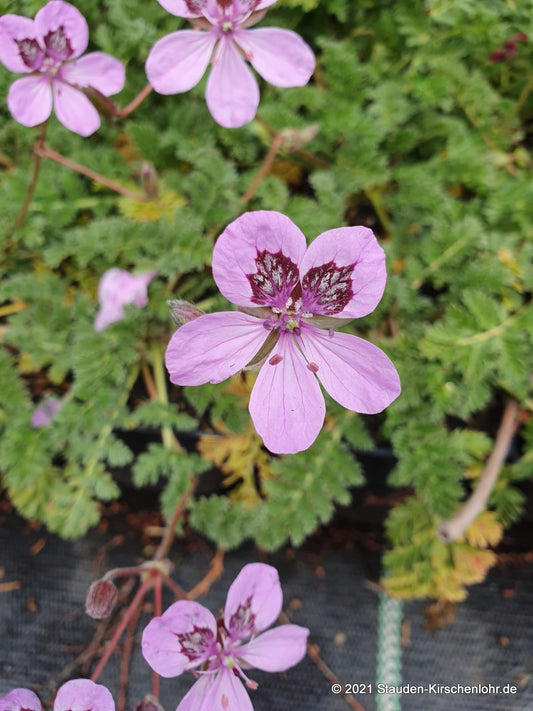 Erodium 'Almodovar'