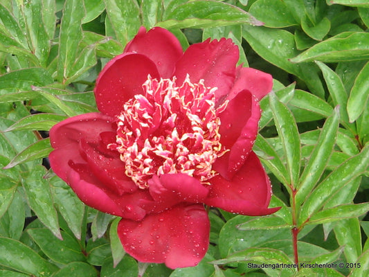Paeonia 'Sword Dance'