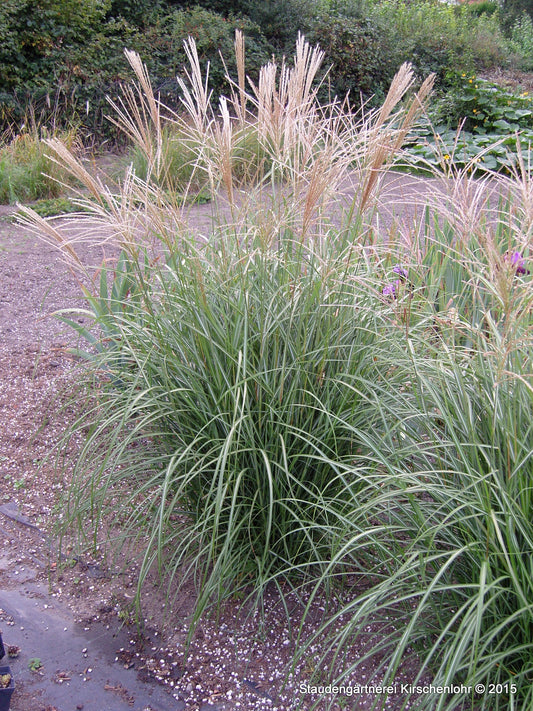 Miscanthus sinensis 'Hermann Müssel'