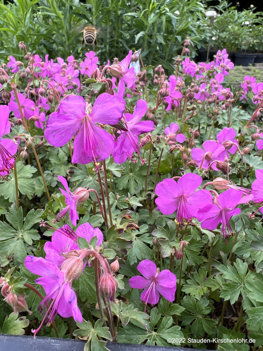 Geranium x cantabrigiense 'Westray' ®