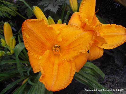 Hemerocallis 'Abendsonne'