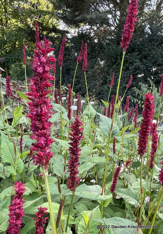 Bistorta amplexicaulis 'Vesuvius' ®