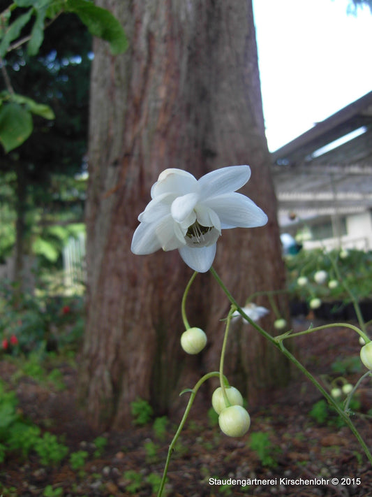 Anemonopsis macrophylla 'White Swan'