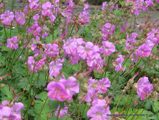 Geranium x cantabrigiense 'Berggarten'