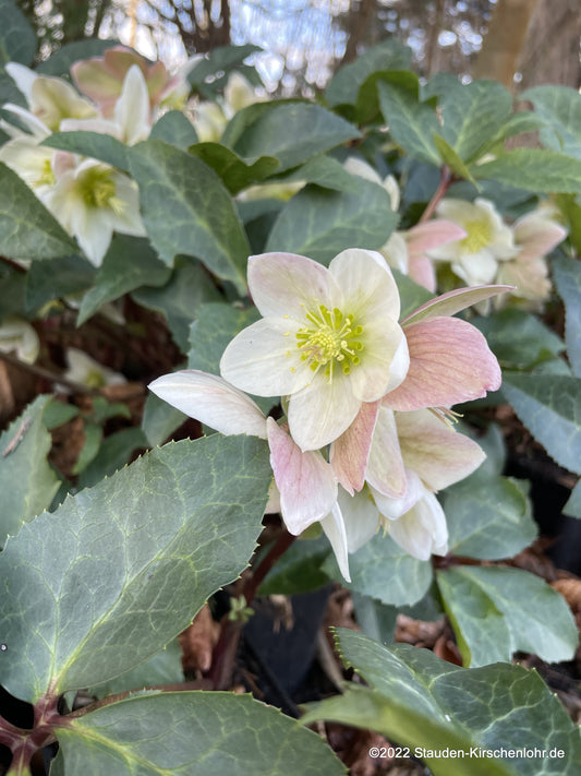 Helleborus x nigersmithii 'Ivory Prince' ®