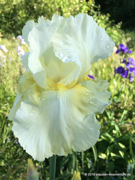 Iris barbata-elatior 'Grüsse aus Speyer'