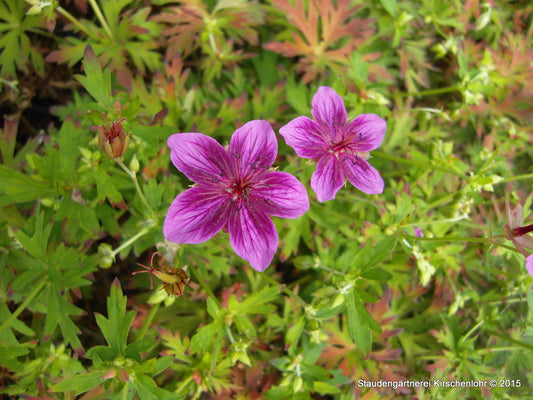 Geranium soboliferum 'Starman'