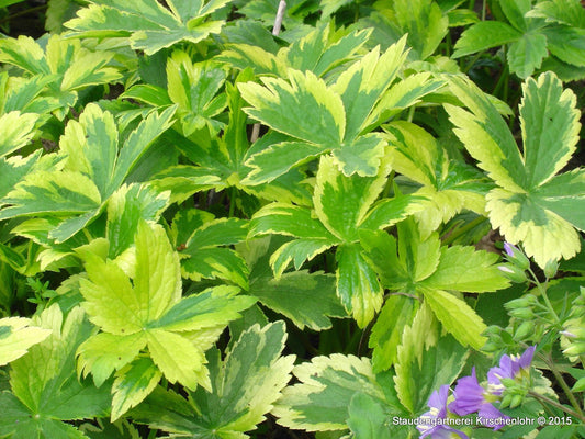Astrantia major 'Sunningdale Variegated'