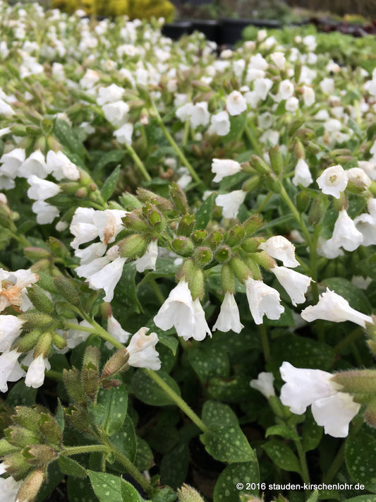 Pulmonaria officinalis 'Ice Ballet'