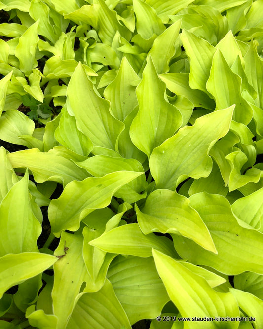 Hosta 'Hydon Sunset'