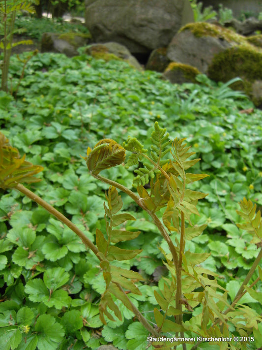 Osmunda regalis