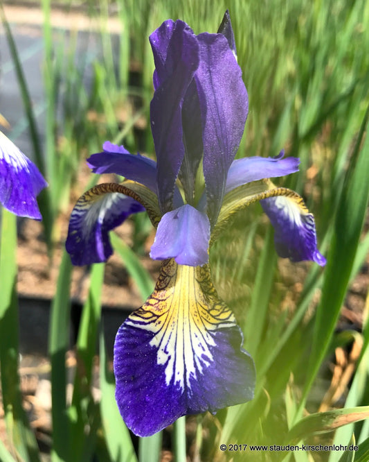 Iris sibirica 'Flight of Butterflies'