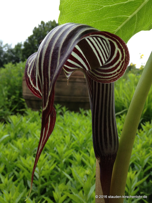 Arisaema fargesii