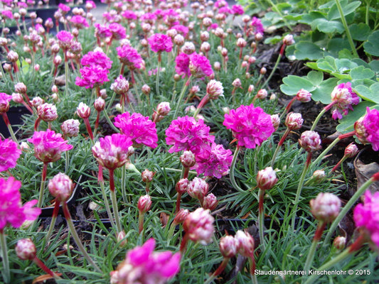 Armeria maritima 'Düsseldorfer Stolz'