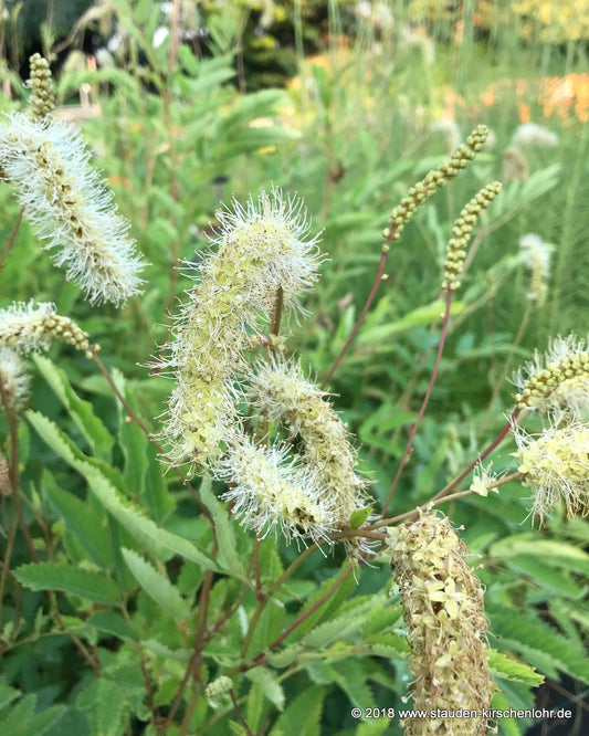 Sanguisorba dodecandra