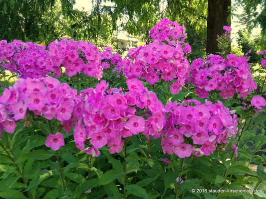 Phlox paniculata 'Winnetou'