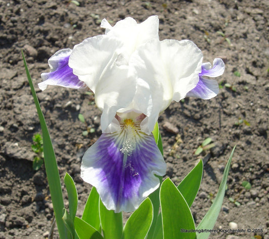 Iris barbata-nana 'Boo'