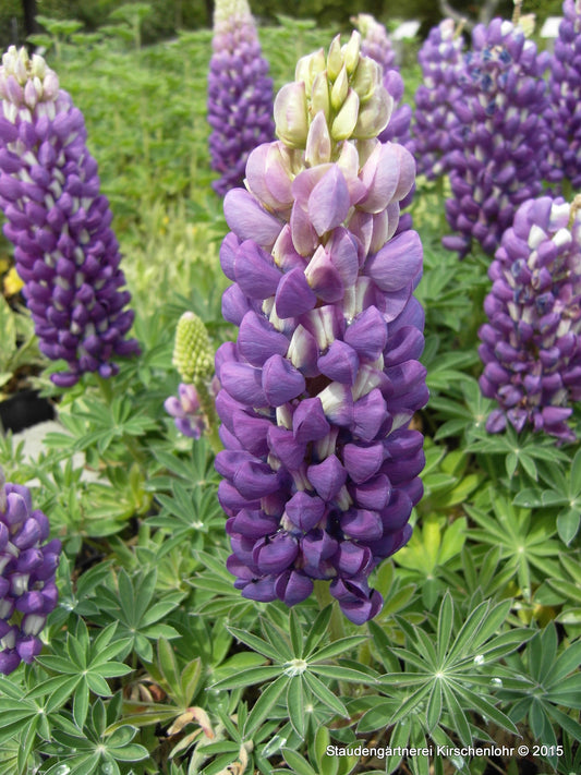 Lupinus polyphyllus blau   NIS
