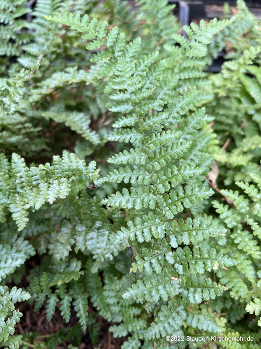 Dryopteris filix-mas 'Barnesii'
