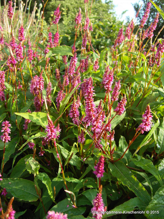 Bistorta amplexicaulis var. sinomontana