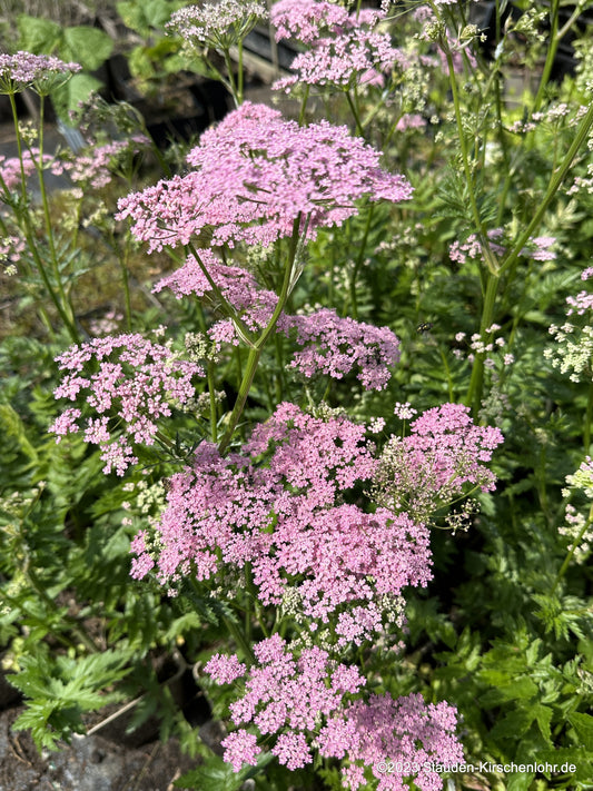 Pimpinella major 'Rosea'