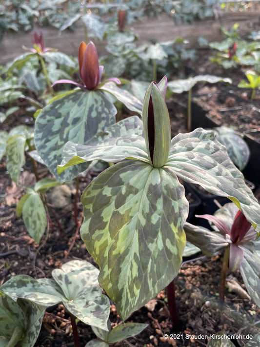 Trillium cuneatum