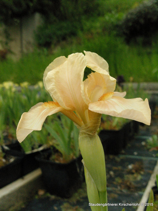 Iris barbata-nana 'Learn'