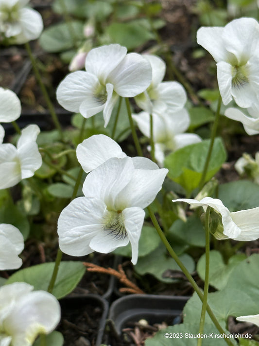 Viola sororia 'Albiflora'