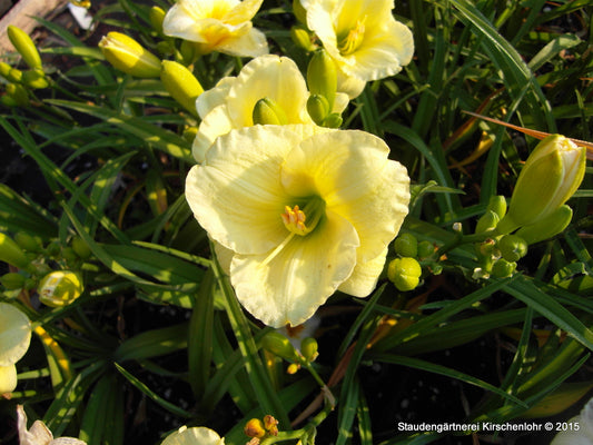 Hemerocallis 'Petite Nobel'
