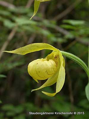 Cypripedium henryi