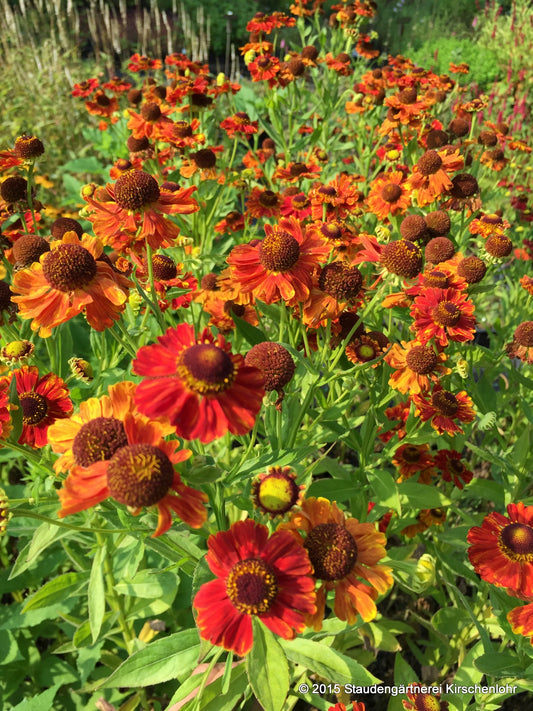 Helenium 'Mien Ruys'