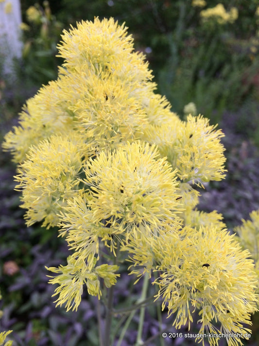Thalictrum flavum subsp. glaucum